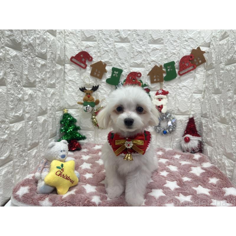 販売中の茨城県のチワマル:チワワ×マルチーズ-402707の3枚目