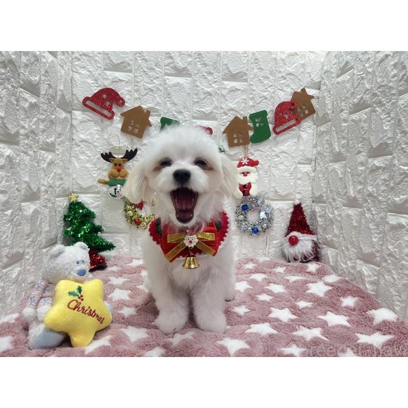 販売中の茨城県のチワマル:チワワ×マルチーズ-402707の2枚目