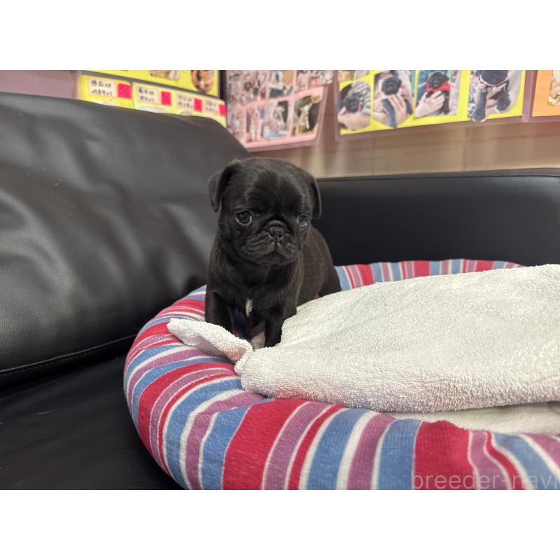 成約済の岐阜県のパグ-425986の8枚目