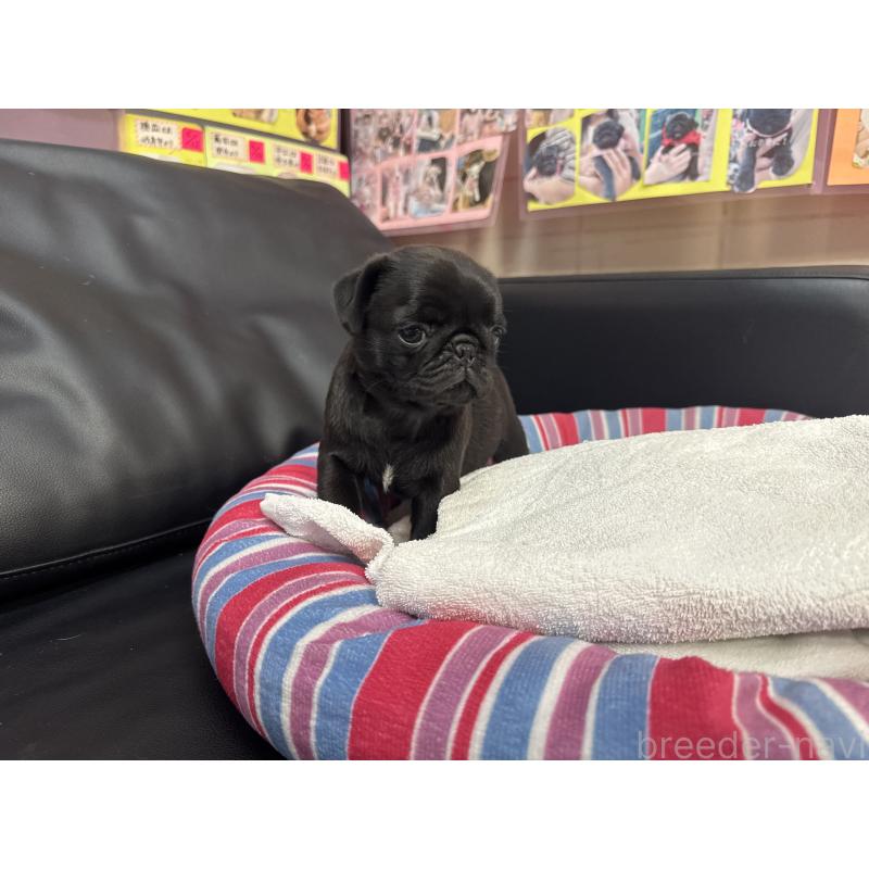 成約済の岐阜県のパグ-425986の7枚目