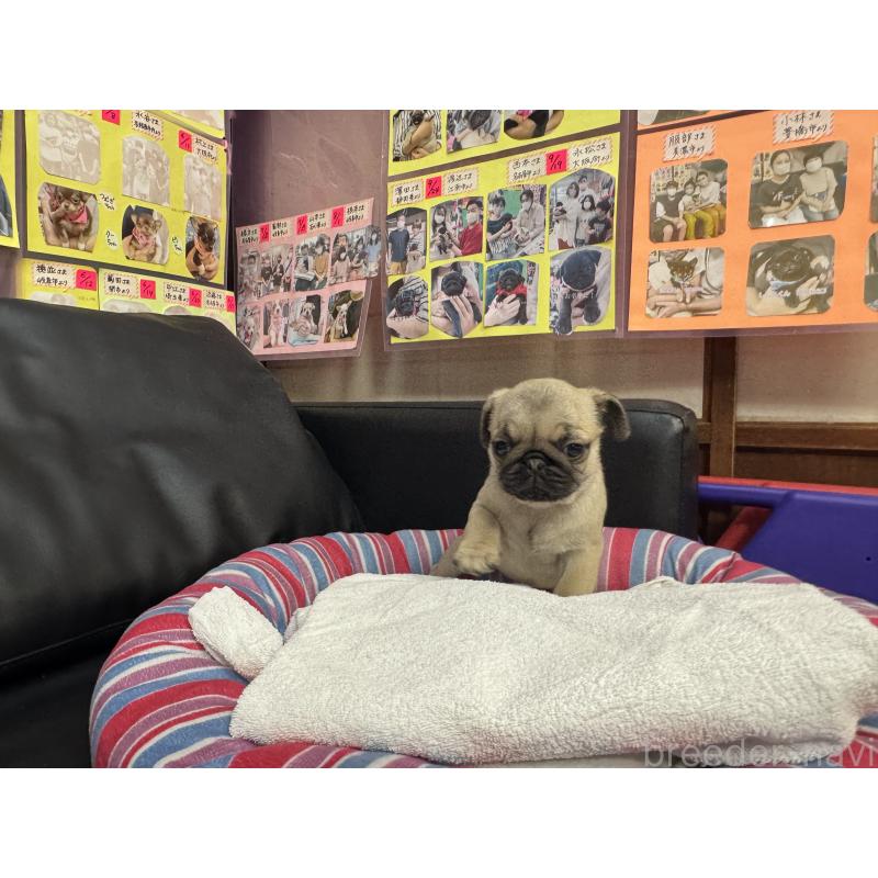 商談中の岐阜県のパグ-425991の11枚目