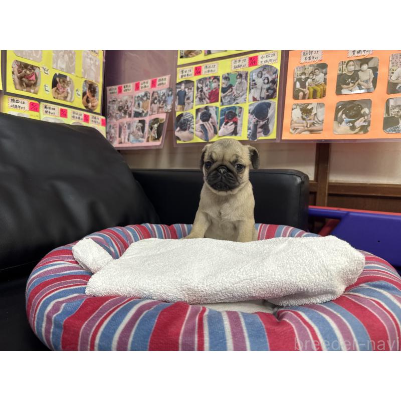 商談中の岐阜県のパグ-425991の10枚目