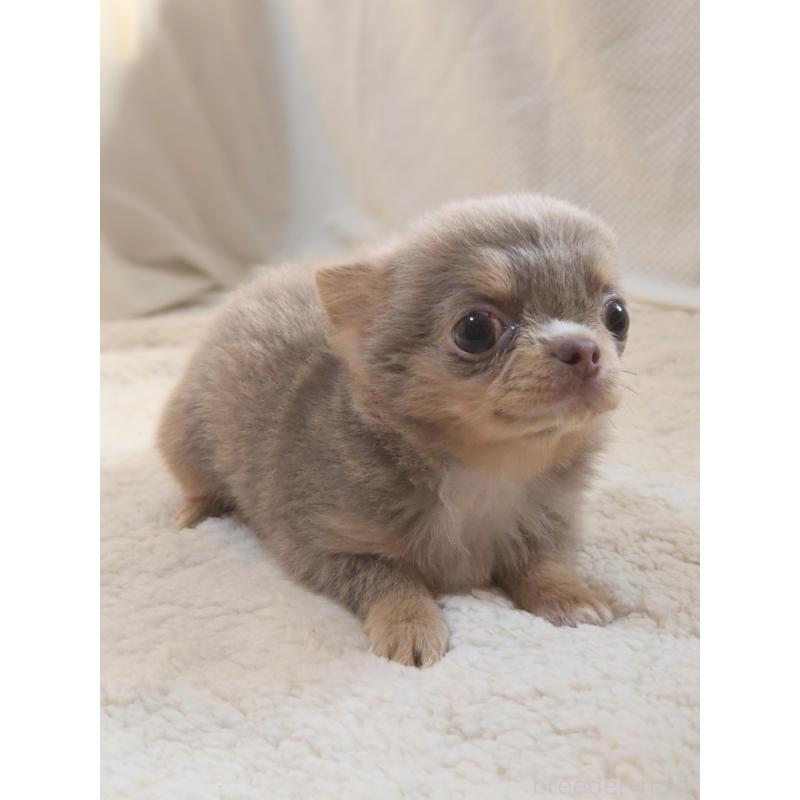 成約済の群馬県のチワワ(ロングコート)-421579の9枚目