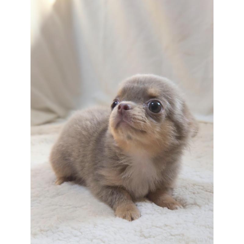 成約済の群馬県のチワワ(ロングコート)-421579の8枚目