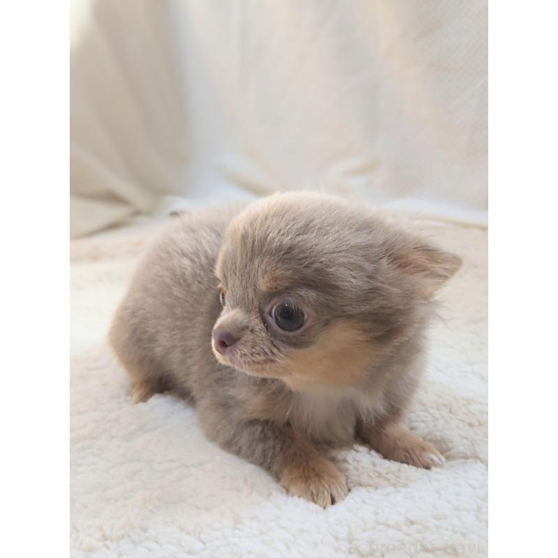 成約済の群馬県のチワワ(ロングコート)-421579の7枚目