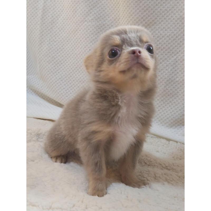 成約済の群馬県のチワワ(ロングコート)-421579の6枚目