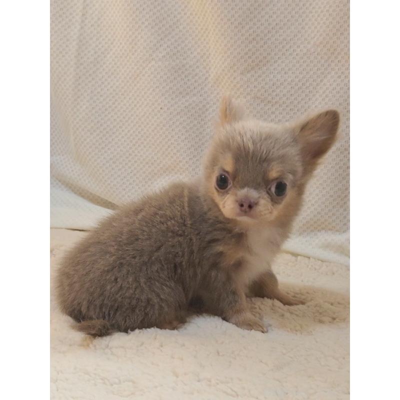 成約済の群馬県のチワワ(ロングコート)-421579の5枚目