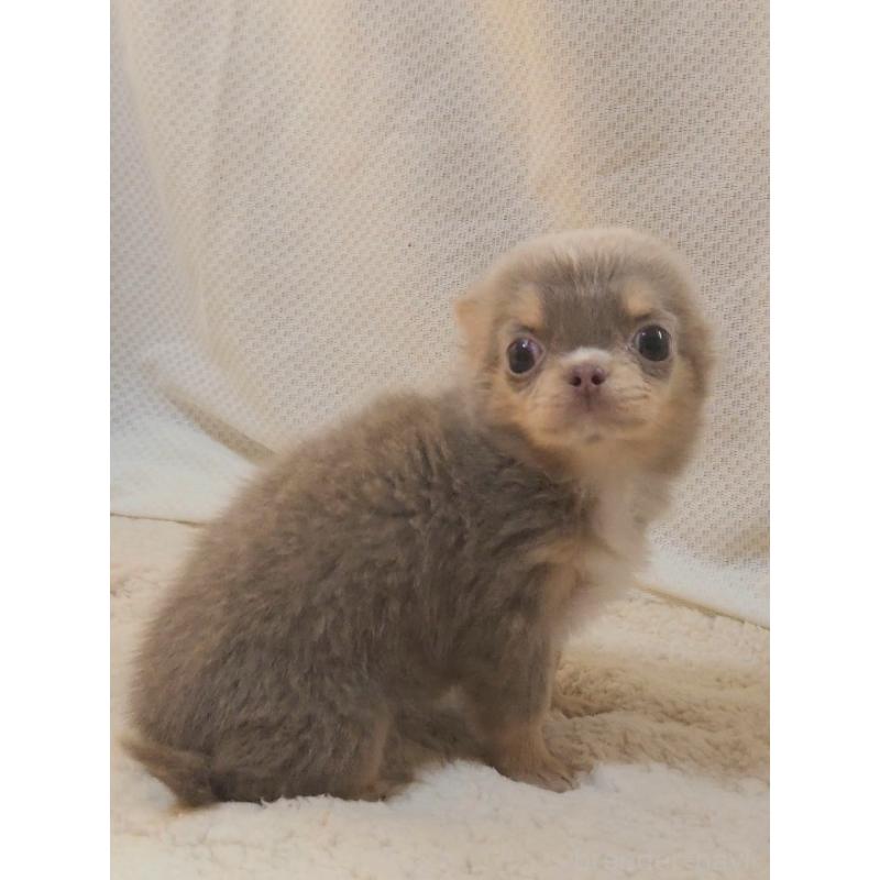 成約済の群馬県のチワワ(ロングコート)-421579の4枚目