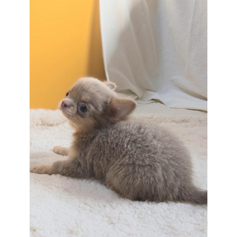 成約済の群馬県のチワワ(ロングコート)-421579の3枚目