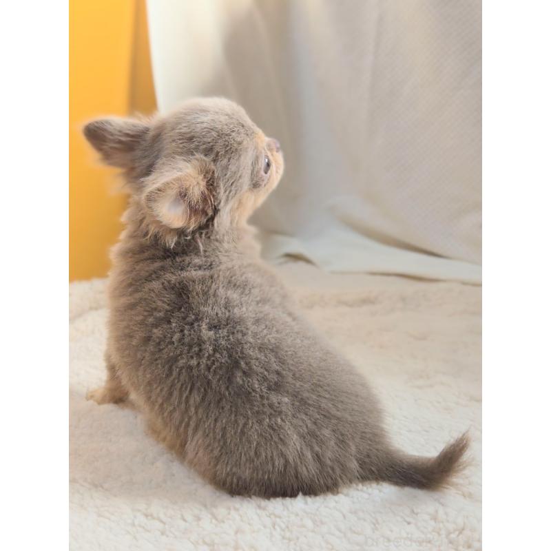 成約済の群馬県のチワワ(ロングコート)-421579の2枚目