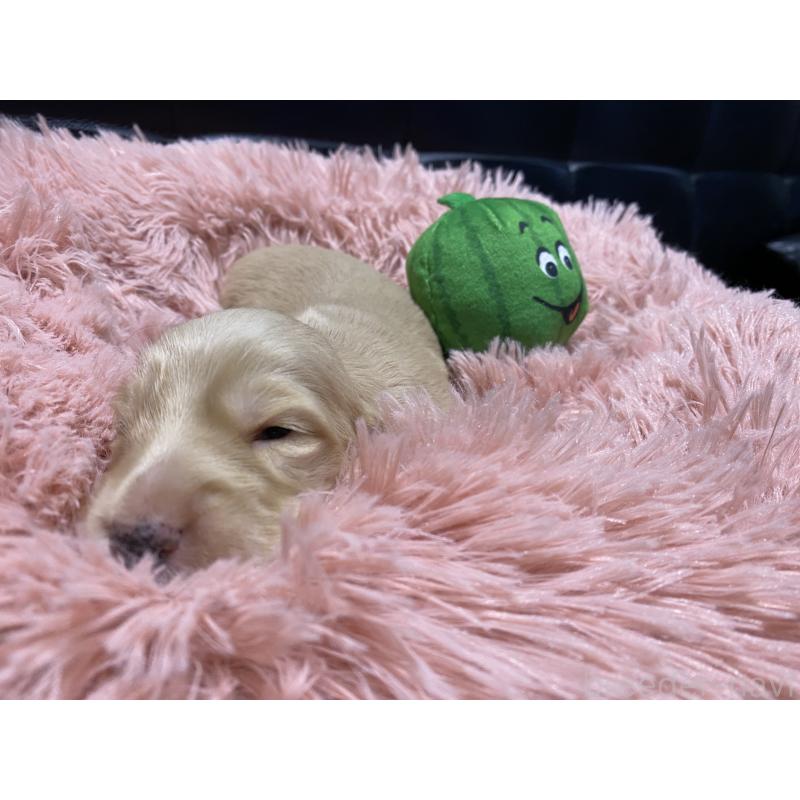 販売中の岐阜県のミニチュアダックスフンド(ロングヘアード)-430141の15枚目