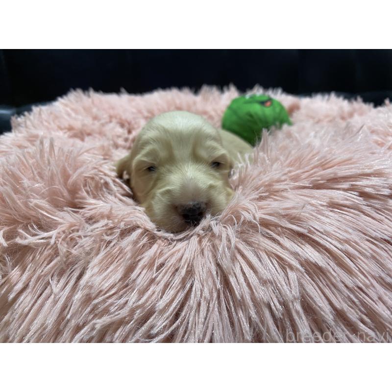 販売中の岐阜県のミニチュアダックスフンド(ロングヘアード)-430141の14枚目