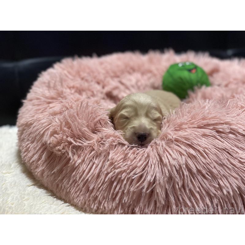 販売中の岐阜県のミニチュアダックスフンド(ロングヘアード)-430141の13枚目