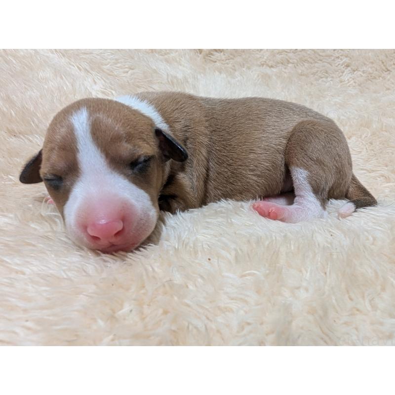 販売中の愛媛県のイタリアングレーハウンド(イタグレ)-430143