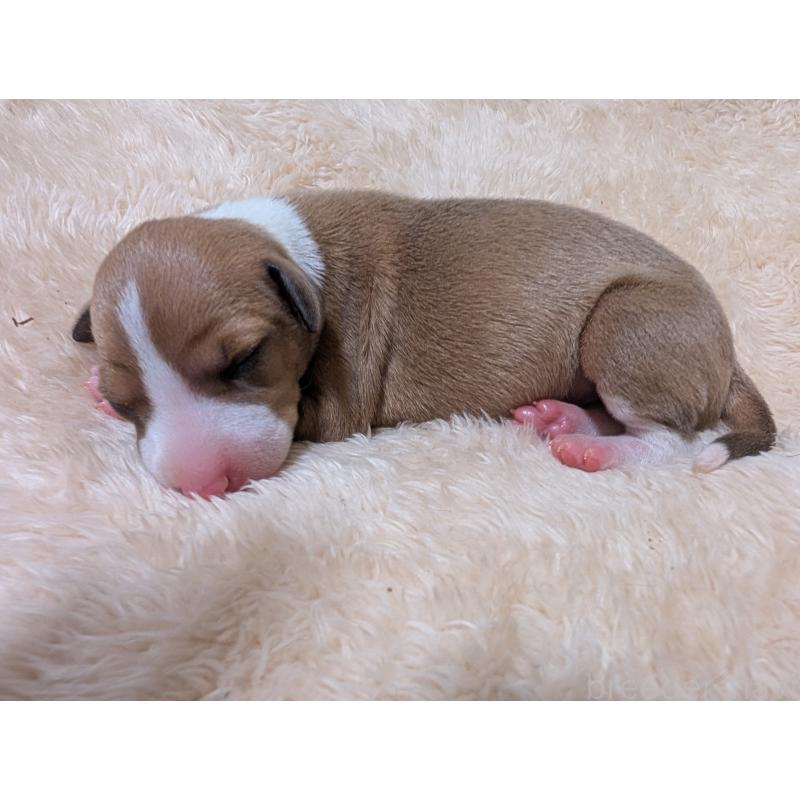 販売中の愛媛県のイタリアングレーハウンド(イタグレ)-430143の5枚目