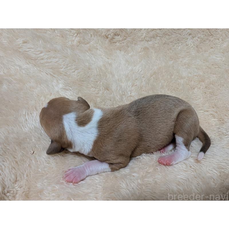 販売中の愛媛県のイタリアングレーハウンド(イタグレ)-430143の4枚目