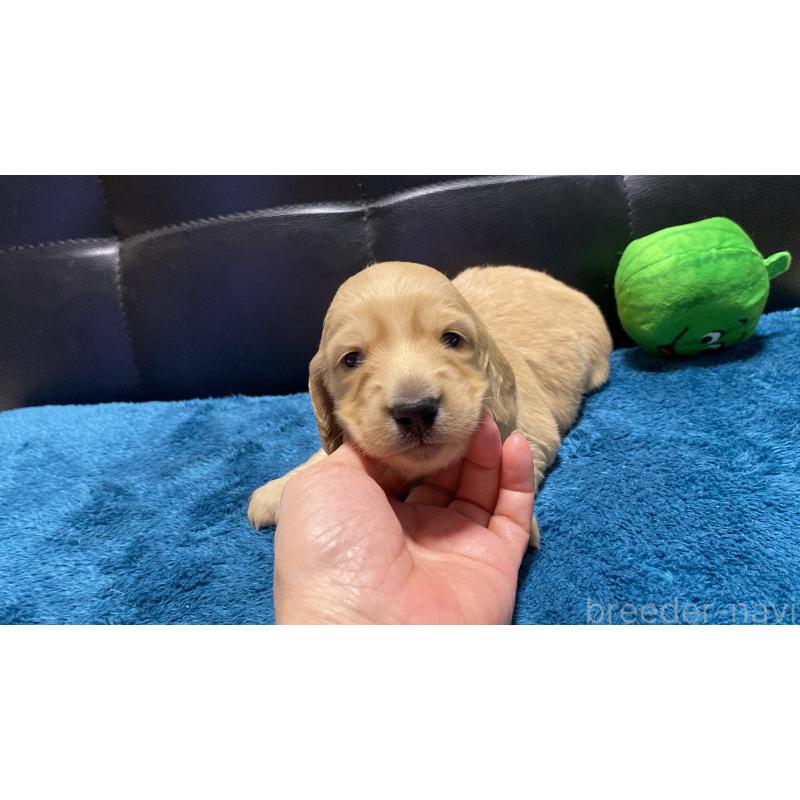 販売中の岐阜県のミニチュアダックスフンド(ロングヘアード)-430141の11枚目