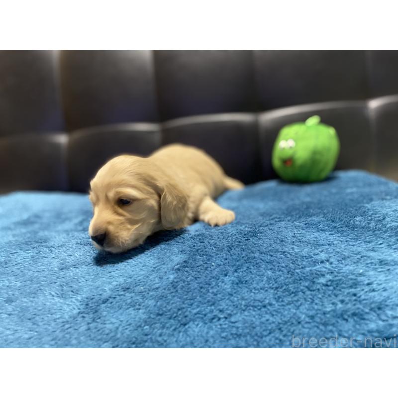 販売中の岐阜県のミニチュアダックスフンド(ロングヘアード)-430141の10枚目