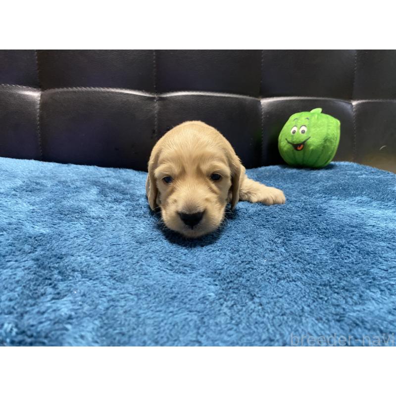 販売中の岐阜県のミニチュアダックスフンド(ロングヘアード)-430141の9枚目