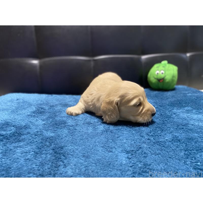 販売中の岐阜県のミニチュアダックスフンド(ロングヘアード)-430141の8枚目