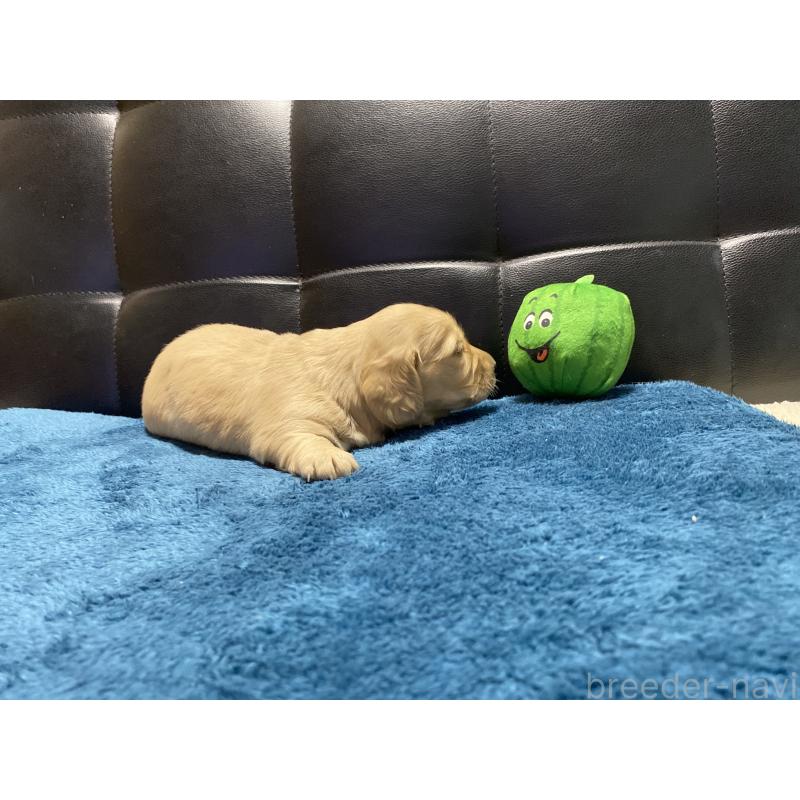 販売中の岐阜県のミニチュアダックスフンド(ロングヘアード)-430141の7枚目