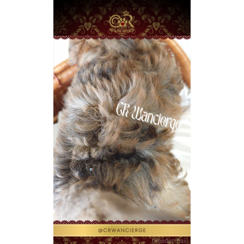 販売中の愛媛県のトイプードル-430146の3枚目