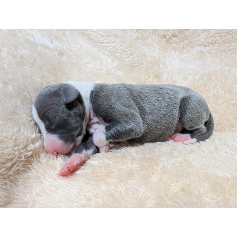 販売中の愛媛県のイタリアングレーハウンド(イタグレ)-430147の5枚目