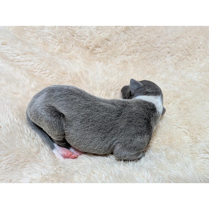 販売中の愛媛県のイタリアングレーハウンド(イタグレ)-430147の4枚目