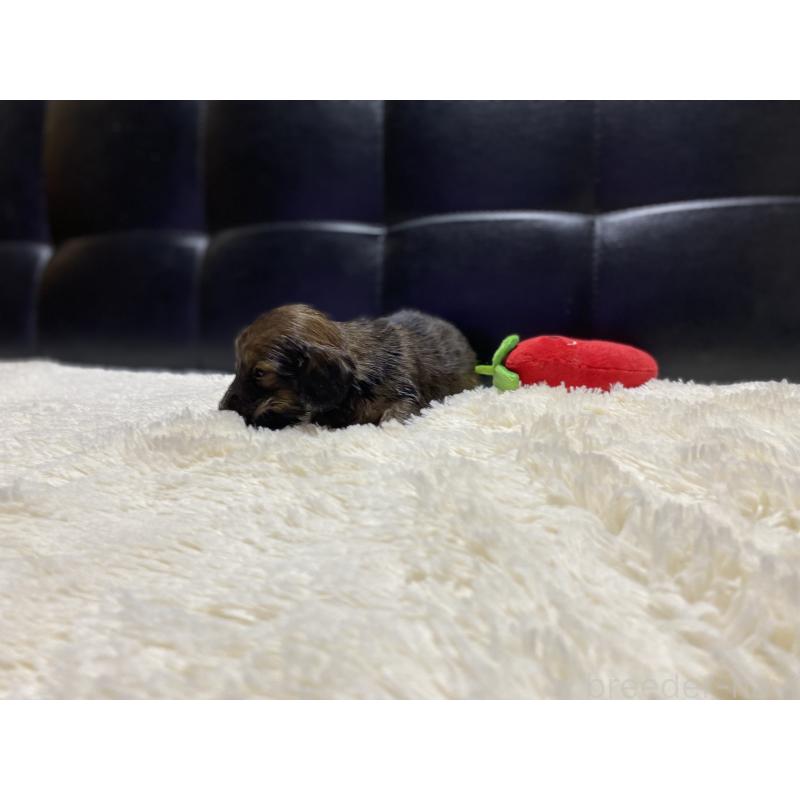 販売中の岐阜県のミニチュアダックスフンド(ロングヘアード)-429177の12枚目