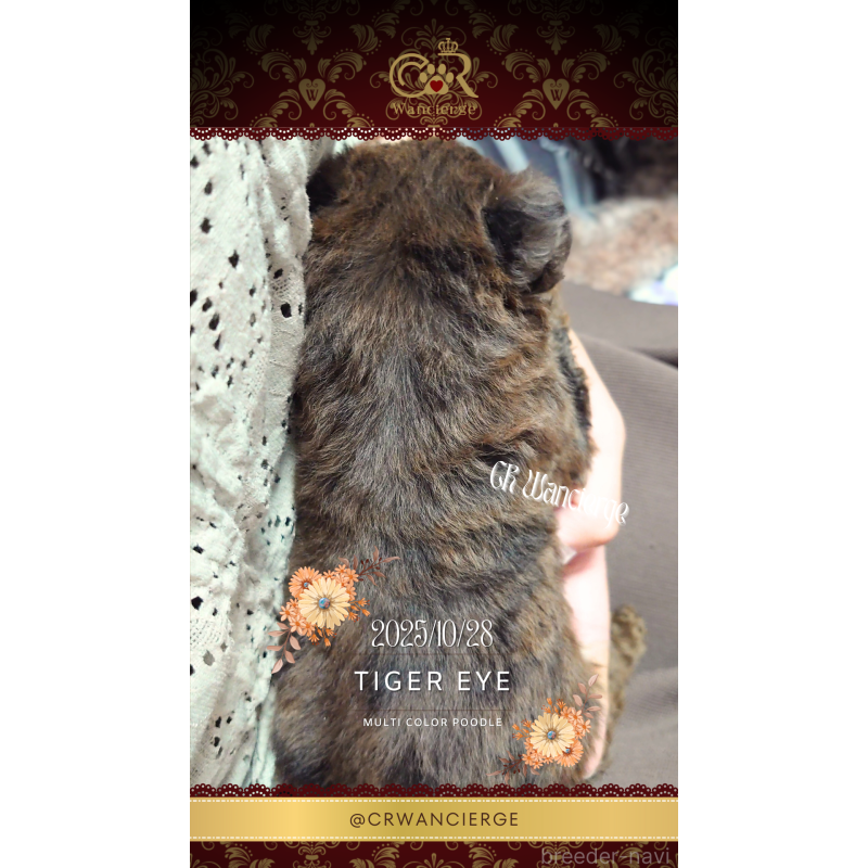 販売中の愛媛県のトイプードル-430148の3枚目