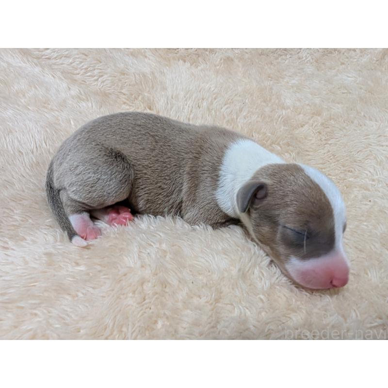 販売中の愛媛県のイタリアングレーハウンド(イタグレ)-430149の5枚目