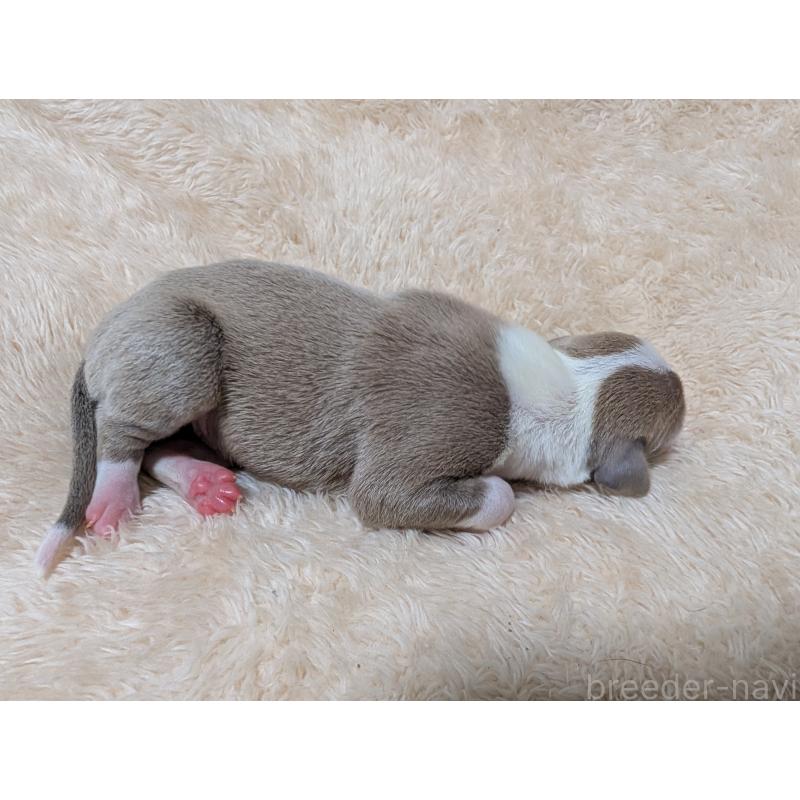 販売中の愛媛県のイタリアングレーハウンド(イタグレ)-430149の4枚目