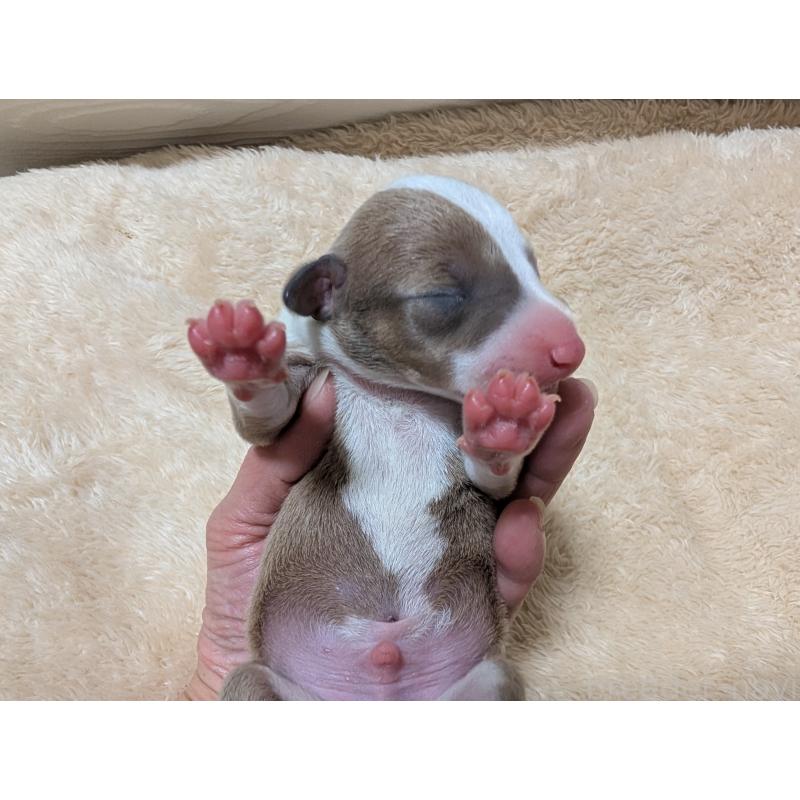 販売中の愛媛県のイタリアングレーハウンド(イタグレ)-430149の3枚目