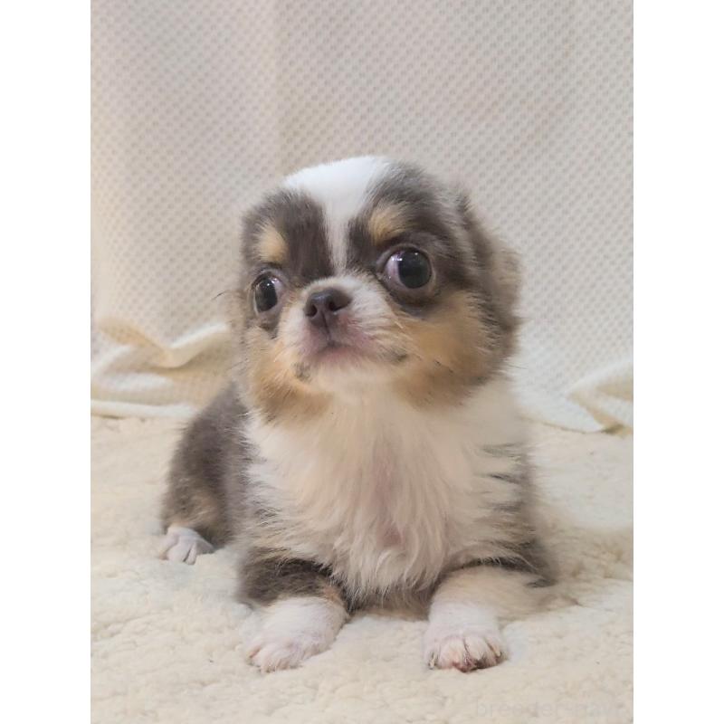 成約済の群馬県のチワワ(ロングコート)-420297の10枚目