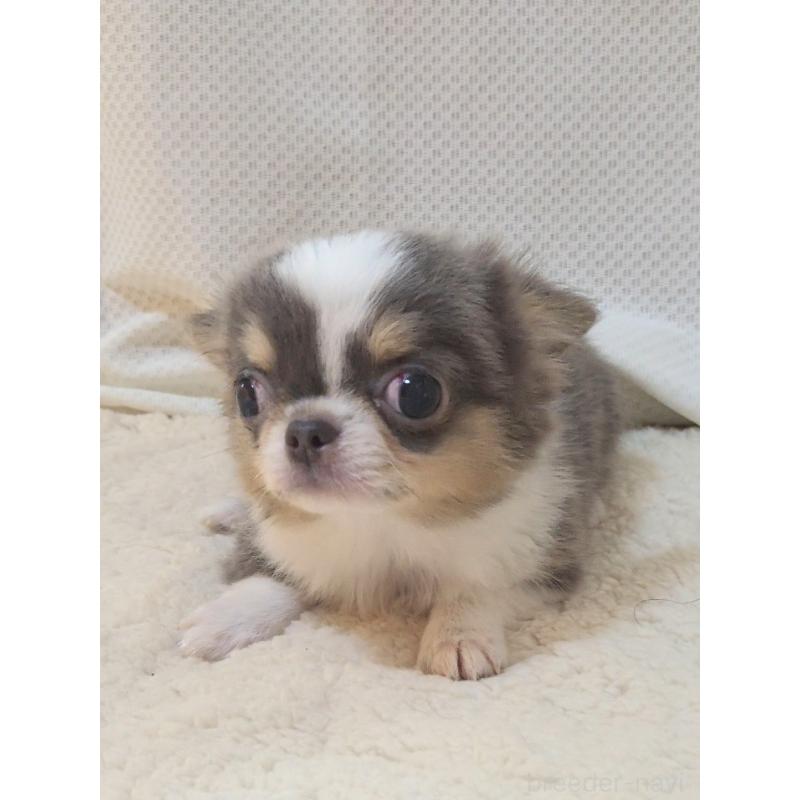 成約済の群馬県のチワワ(ロングコート)-420297の9枚目