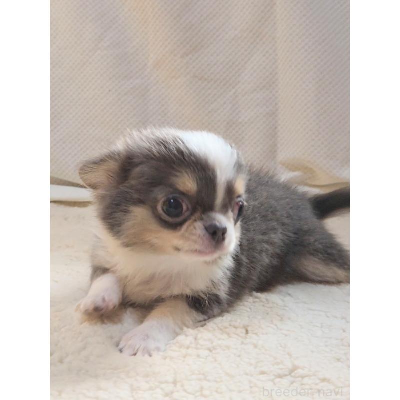 成約済の群馬県のチワワ(ロングコート)-420297の7枚目