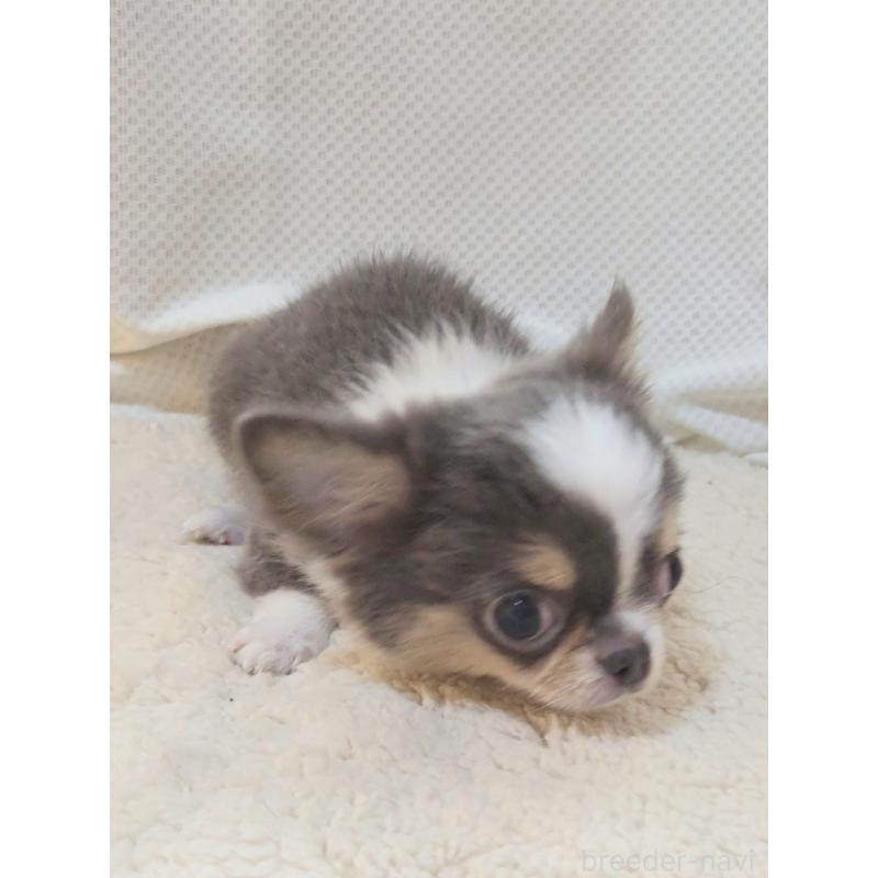 成約済の群馬県のチワワ(ロングコート)-420297の6枚目