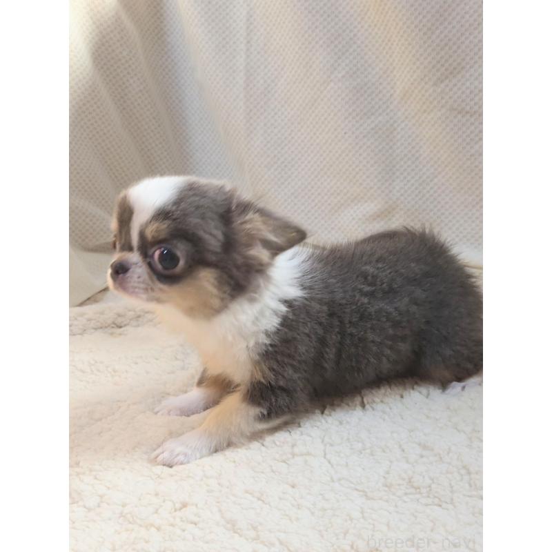 成約済の群馬県のチワワ(ロングコート)-420297の5枚目