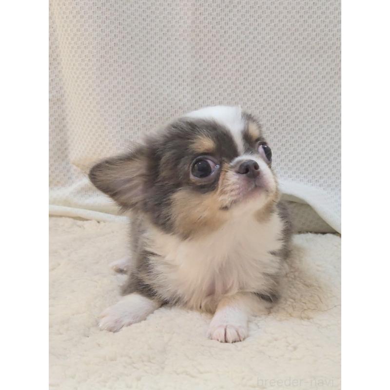 成約済の群馬県のチワワ(ロングコート)-420297の4枚目