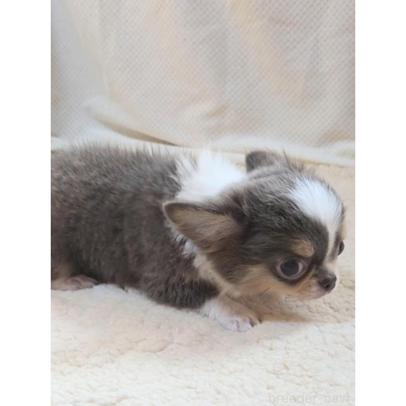 成約済の群馬県のチワワ(ロングコート)-420297の3枚目