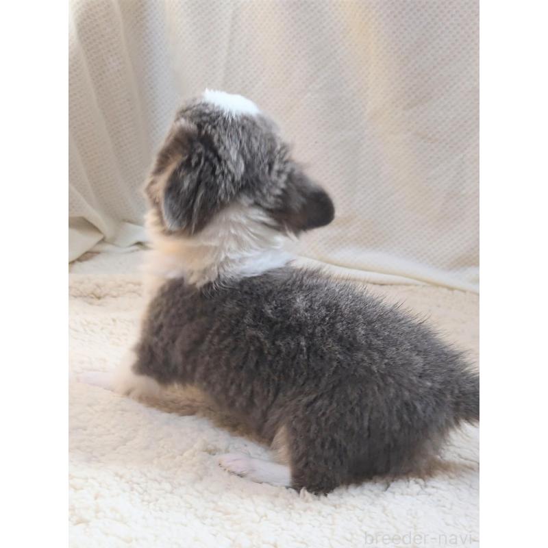 成約済の群馬県のチワワ(ロングコート)-420297の2枚目