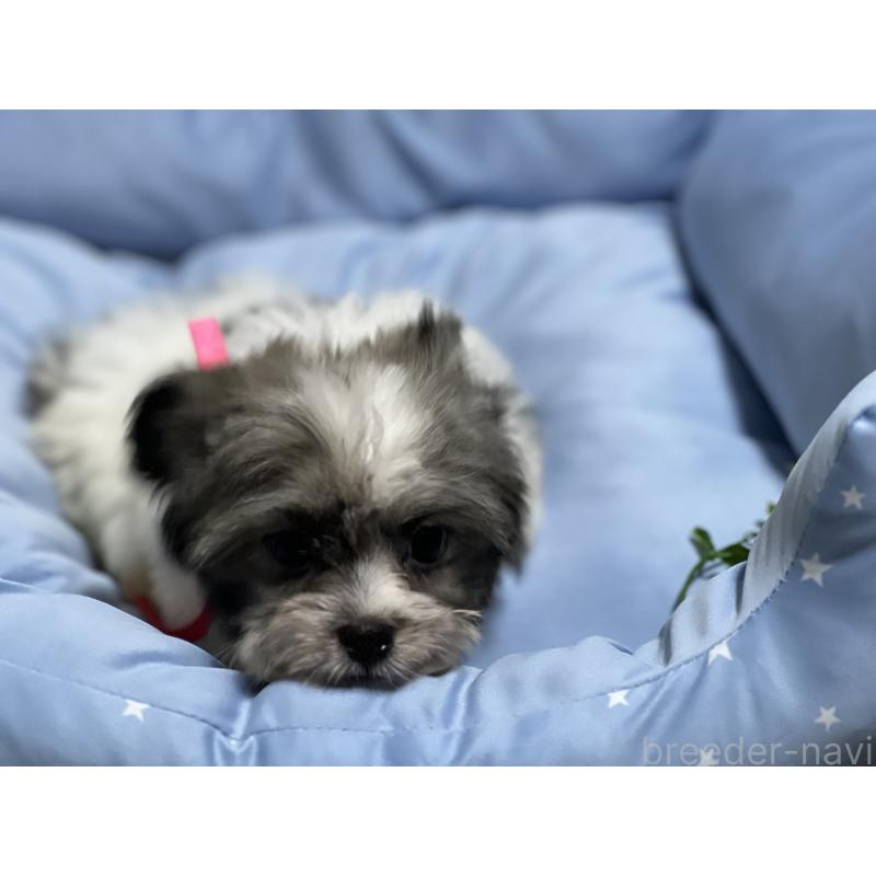 販売中の栃木県のミックス犬-430153の4枚目