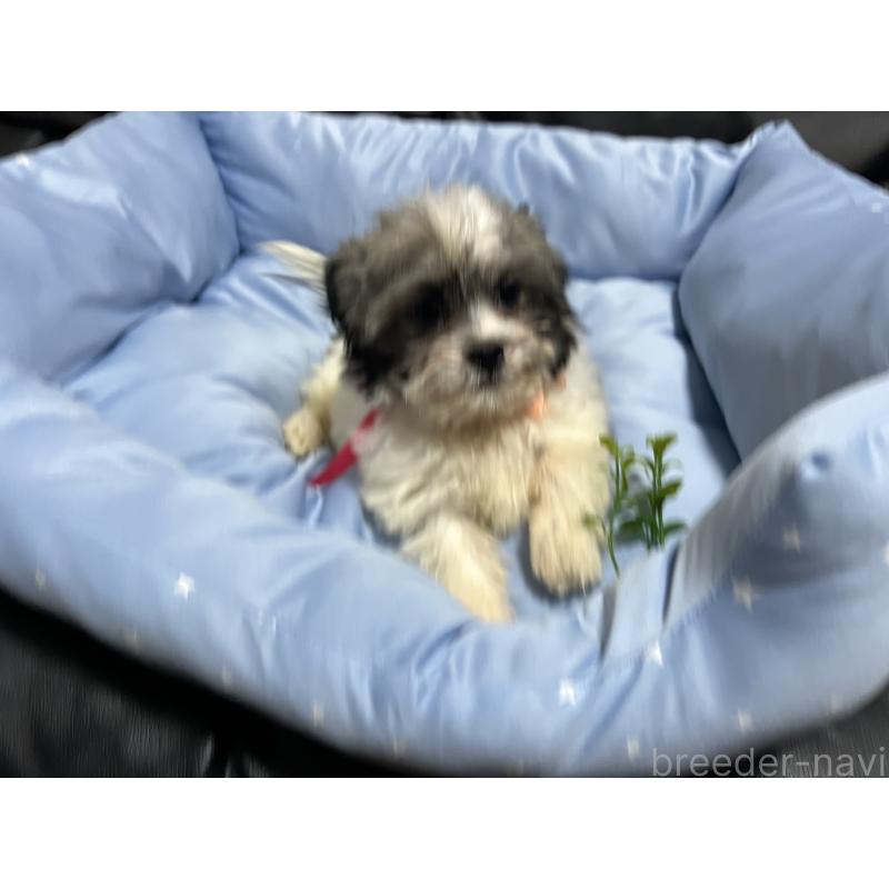 販売中の栃木県のミックス犬-430153の3枚目