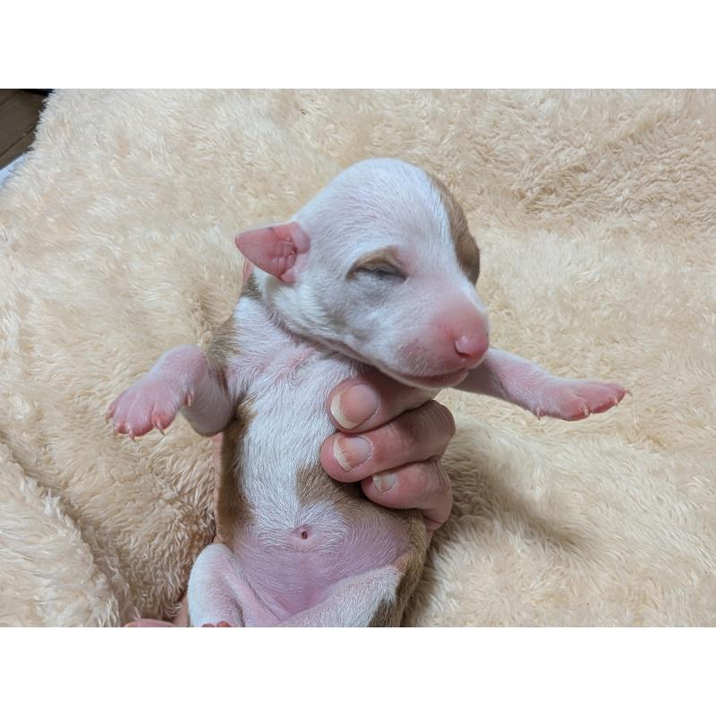 販売中の愛媛県のイタリアングレーハウンド(イタグレ)-430154の7枚目