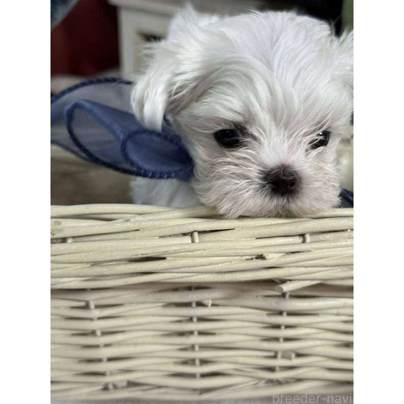 販売中の宮崎県のマルチーズ-428092の16枚目