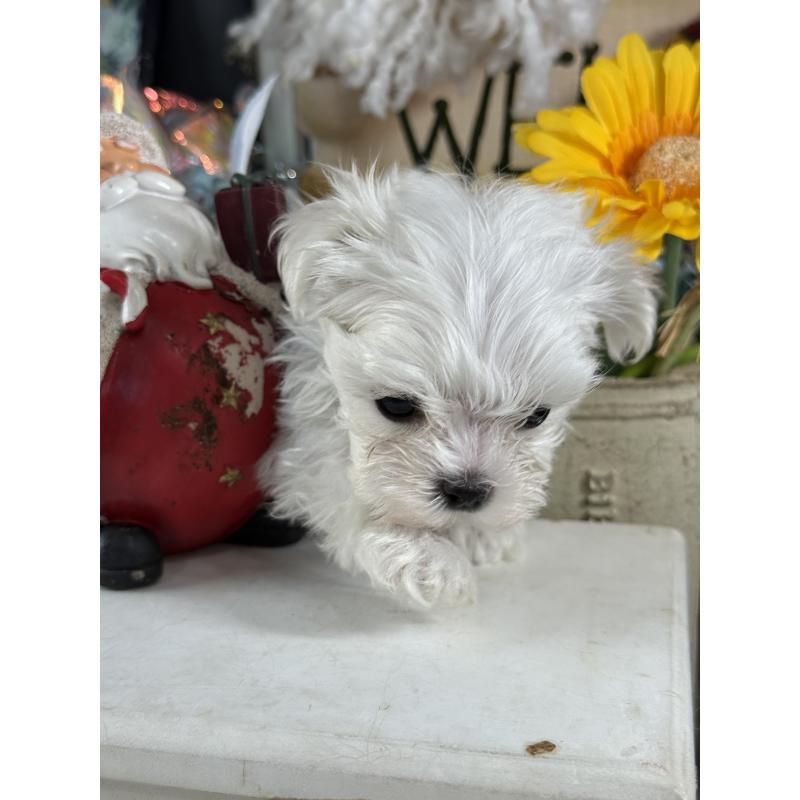 販売中の宮崎県のマルチーズ-428092の15枚目