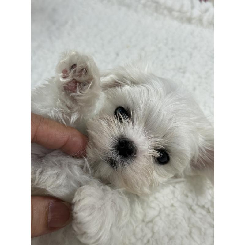 販売中の宮崎県のマルチーズ-428092の14枚目