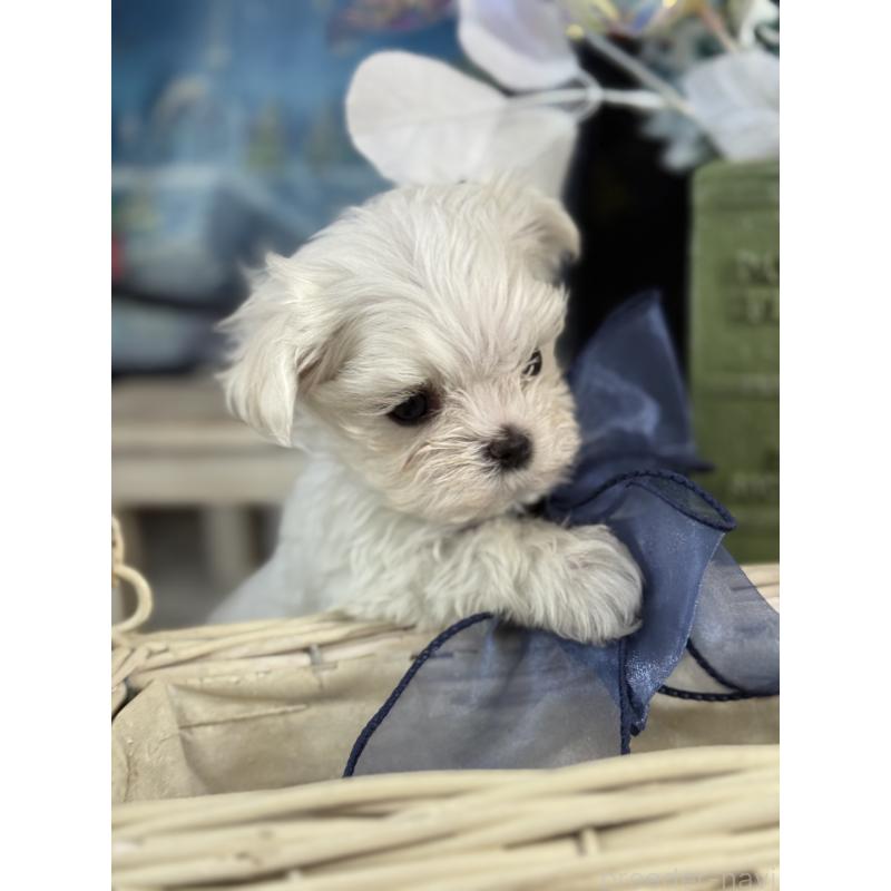 販売中の宮崎県のマルチーズ-428092の13枚目