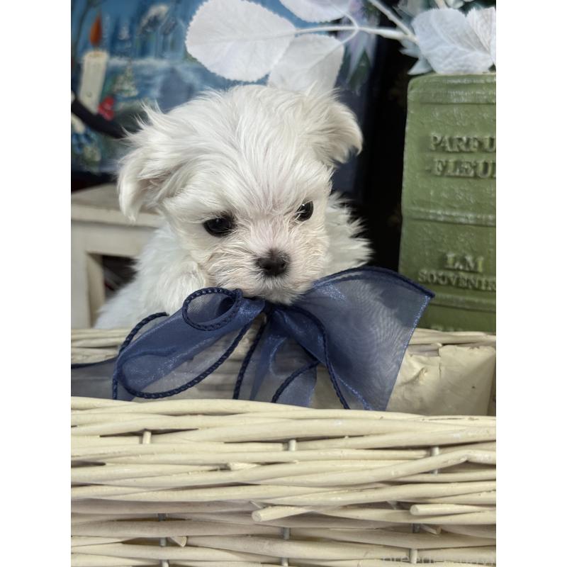 販売中の宮崎県のマルチーズ-428092の12枚目