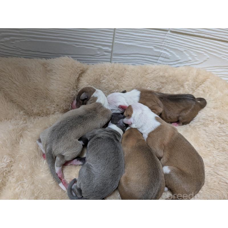 販売中の愛媛県のイタリアングレーハウンド(イタグレ)-430143の2枚目